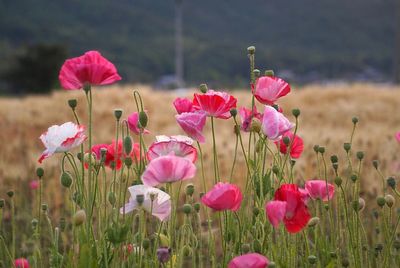 Close-up of pink poppy flowers on field