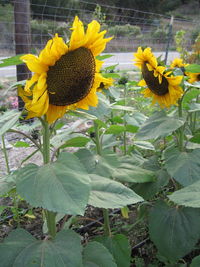 plant