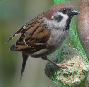 Close-up of bird perching on feeder