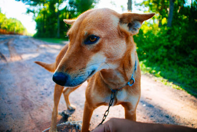 Close-up of dog looking away