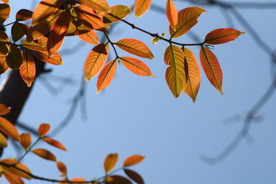 Low angle view of tree against sky