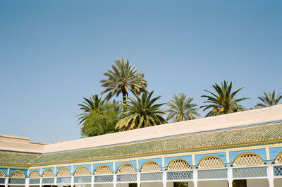 Low angle view of palm trees against clear blue sky