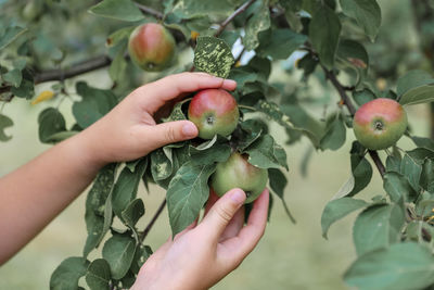 Cropped hand of woman holding fruit