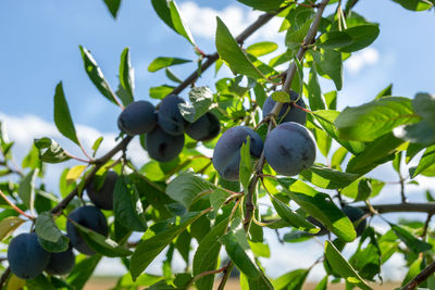 Low angle view of fruits growing on tree against sky