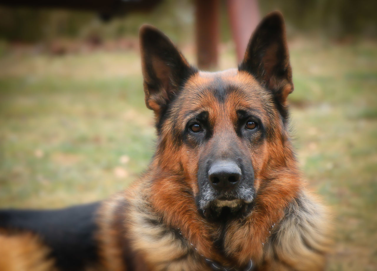dog, canine, mammal, domestic, domestic animals, one animal, portrait, animal themes, pets, looking at camera, animal, vertebrate, german shepherd, no people, focus on foreground, animal body part, close-up, field, animal head, day, snout, animal eye, animal mouth