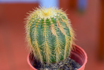 Close-up of cactus plant