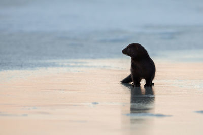 Black dog standing on beach