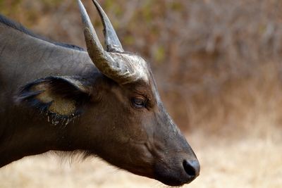 Side view of african buffalo