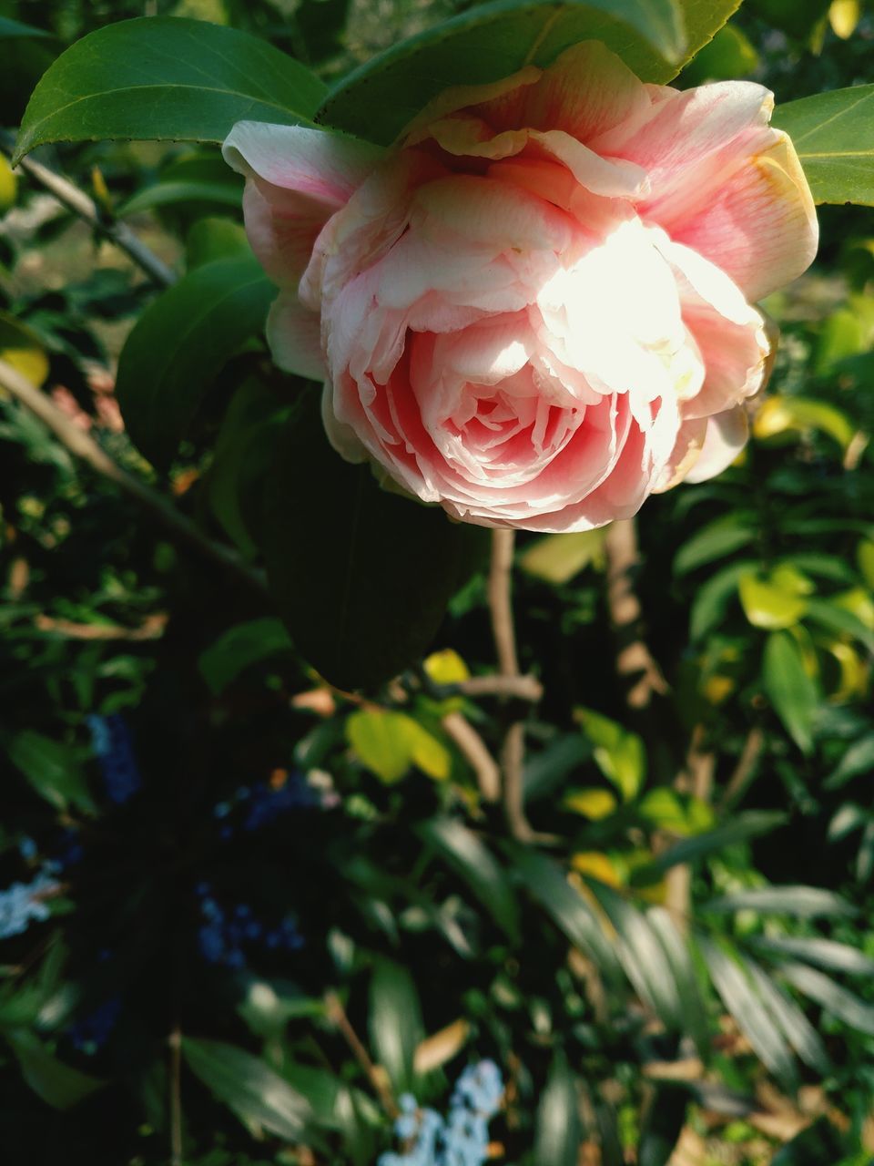 flower, nature, beauty in nature, petal, fragility, plant, flower head, rose - flower, growth, freshness, no people, pink color, day, outdoors, close-up, leaf, blooming