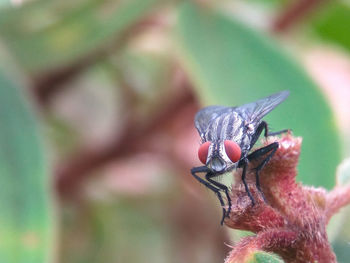 Close-up of insect against blurred background