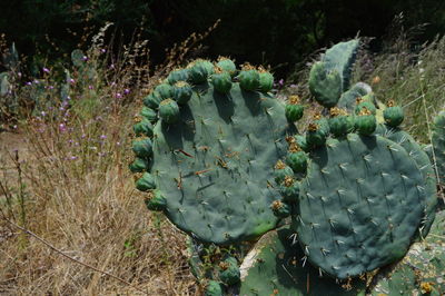 Close-up of succulent plant growing on field