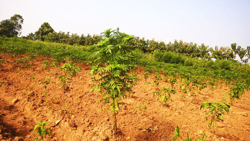 Close-up of plants against clear sky