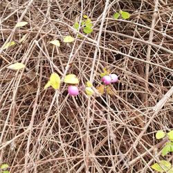 High angle view of purple crocus flowers on field