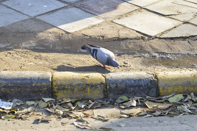 High angle view of seagull perching on footpath