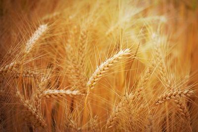 Closeup of ears of golden wheat on the field