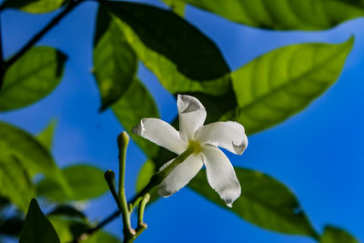 Close-up of white flowering plant