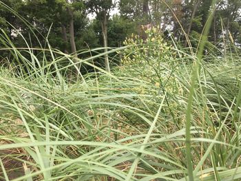 Close-up of bamboo trees in forest