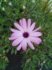 Close-up of pink flower