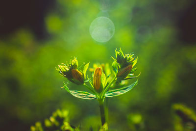 Close-up of yellow flowering plant