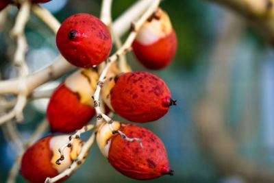 Close-up of fruits growing on branches