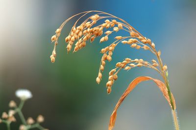 Close-up of flowering plant against sky