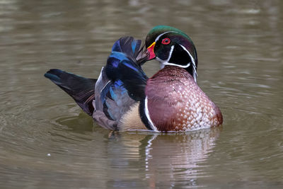 Duck swimming in a lake