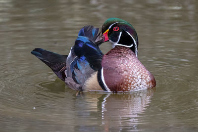 Wood duck swimming in a lake