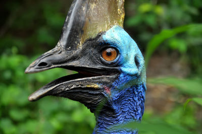 Close-up of cassowary