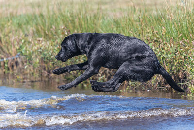 Side view of a dog in water