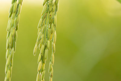 Close-up of wheat crop