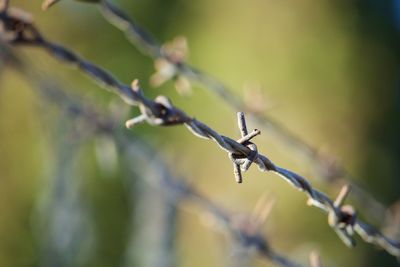 Close-up of grasshopper on twig