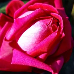 Close-up of pink rose