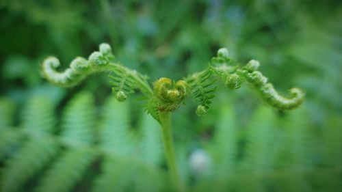 Close-up of insect on plant