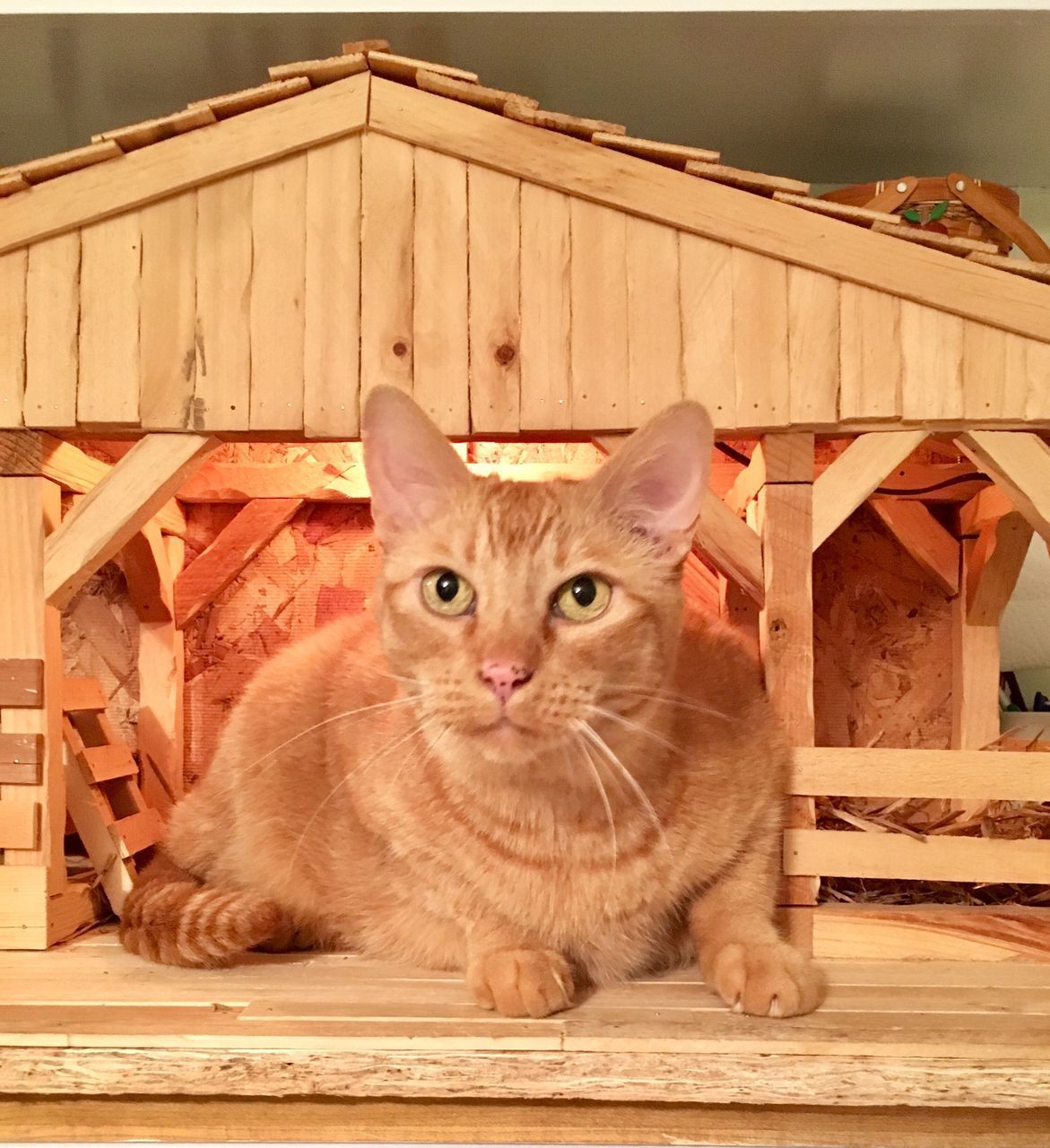 PORTRAIT OF CAT SITTING ON WOOD AGAINST SKY