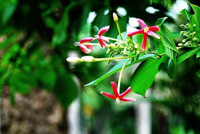 Close-up of red flowers blooming outdoors