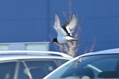 Seagull flying in a car