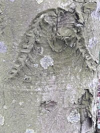 Full frame shot of tree trunk