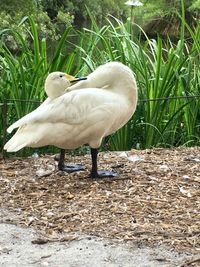 White swan on field