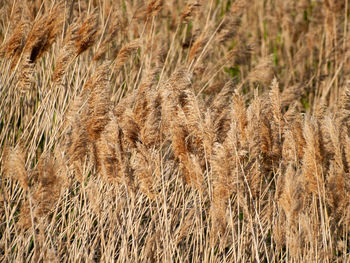 Full frame shot of wheat field