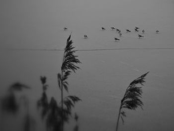 Bird flying over sea