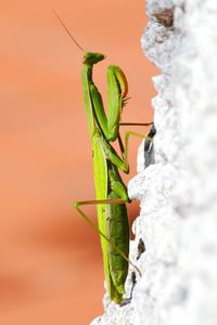 Close-up of praying mantis