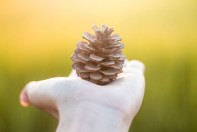 Cropped hand of woman holding pine cone outdoors