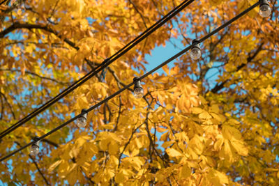 Light bulbs against autumn tree