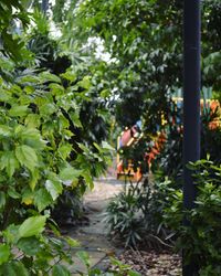 Plants and trees in park