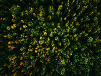 Full frame shot of flowering plants