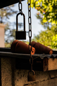 Close-up of plant against white background