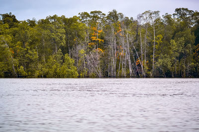 Scenic view of lake in forest against sky