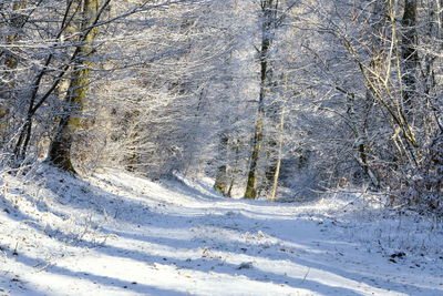 Snow covered land by trees in forest