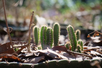 Close-up of succulent plants on field