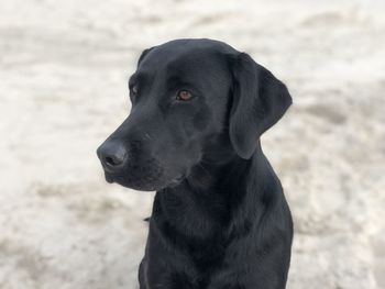 Close-up of a dog looking away